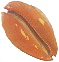 Раковина морей каури