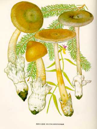  Поплавок желто - коричневый .  