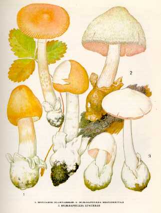   Поплавок шафранный.  