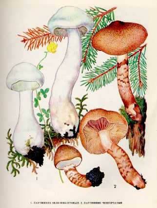  Паутинник.  