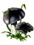 Рядовка серая