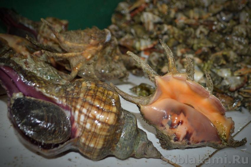 морепродукты фото, приготовление морепродуктов, раковины
