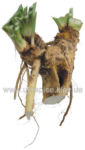  хрен, horseradish