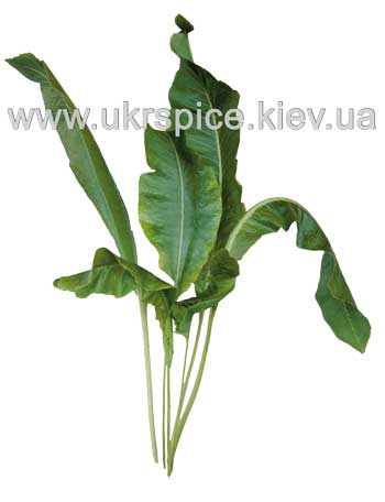  хрен, horseradish